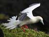 red-footed booby