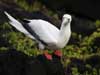 red-footed booby