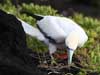 red-footed booby