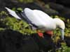 red-footed booby