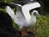 red-footed booby