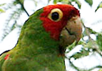 red-masked parakeet