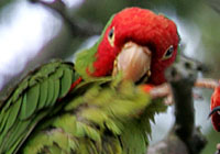 red-masked parakeet