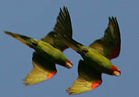 red-masked parakeet