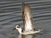 Red-necked Phalarope