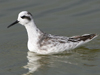 Red-necked Phalarope