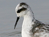 Red-necked Phalarope