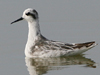 Red-necked Phalarope