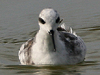 Red-necked Phalarope