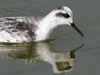 Red-necked Phalarope
