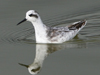 Red-necked Phalarope