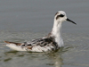 Red-necked Phalarope