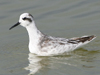 Red-necked Phalarope