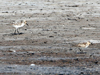 Red-necked Stint