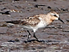 Red-necked Stint