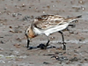 Red-necked Stint