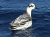 red phalarope