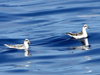 red phalarope