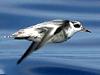 red phalarope