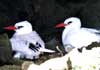 red-tailed tropicbird