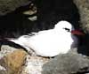 red-tailed tropicbird