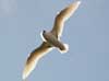 red-tailed tropicbird