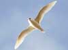 red-tailed tropicbird