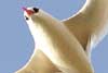 red-tailed tropicbird