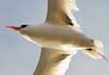 red-tailed tropicbird