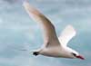 red-tailed tropicbird
