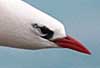 red-tailed tropicbird