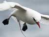 red-tailed tropicbird