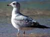 ring-billed gull