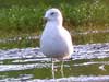 ring-billed gull