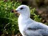 ring-billed gull