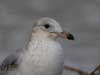 ring-billed gull