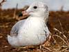 ring-billed gull