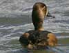 ring-necked duck