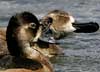 ring-necked duck