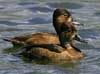 ring-necked duck