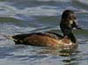 ring-necked duck
