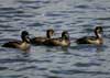 ring-necked duck