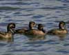ring-necked duck