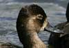 ring-necked duck