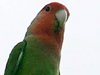 Rosy-faced Lovebird