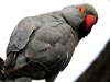 rose-ringed parakeet