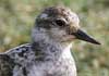 ruddy turnstone