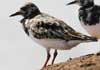 ruddy turnstone