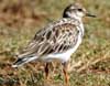 ruddy turnstone