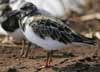 ruddy turnstone